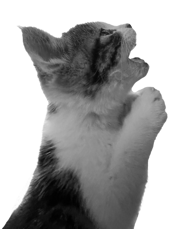 새끼 시절 막둥이